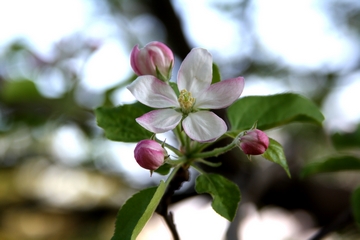 Apple Blossoms