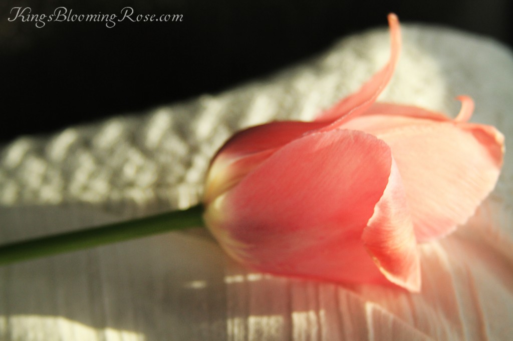 IMG_7523 copy
