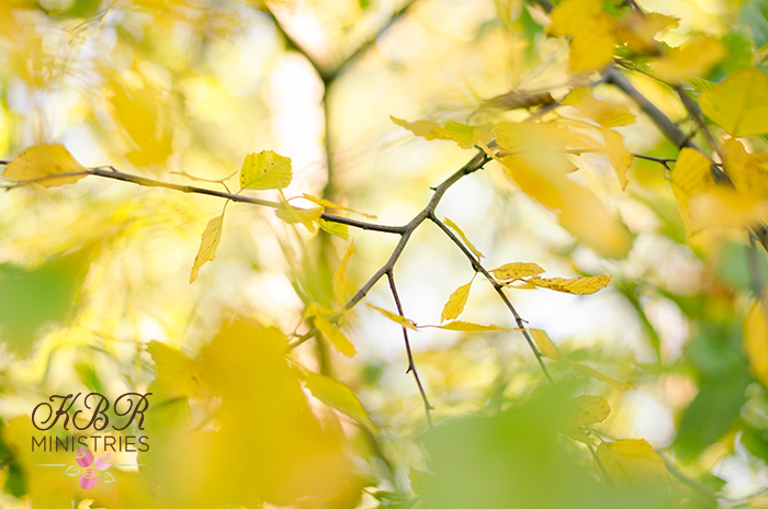 kbr-candidates-0098-copy